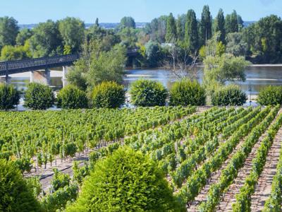 Vacances à Pouilly / Loire vue sur la Loire et les vignes