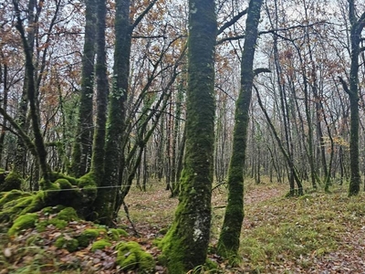 Terrain boisé – forêt