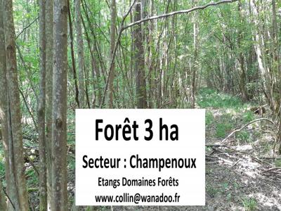 Forêt 3 ha