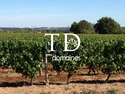 Vignes en production AOC Chateaumeillant