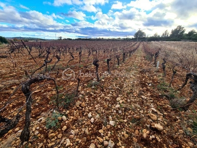 Vaste terrain viticole - murviel les beziers
