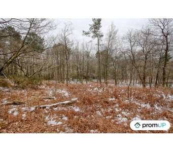 (VT766) Terrain boisé de 2 hectares situé à Saint-Aignan