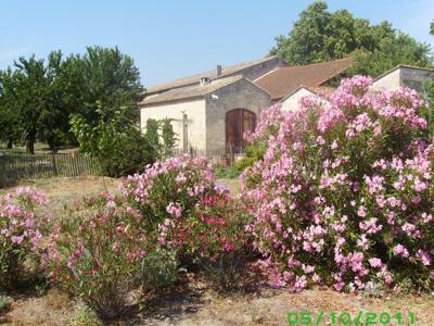 Aigues-Mortes - Mas de Quincandon en Petite Camargue - Gard - Occitanie